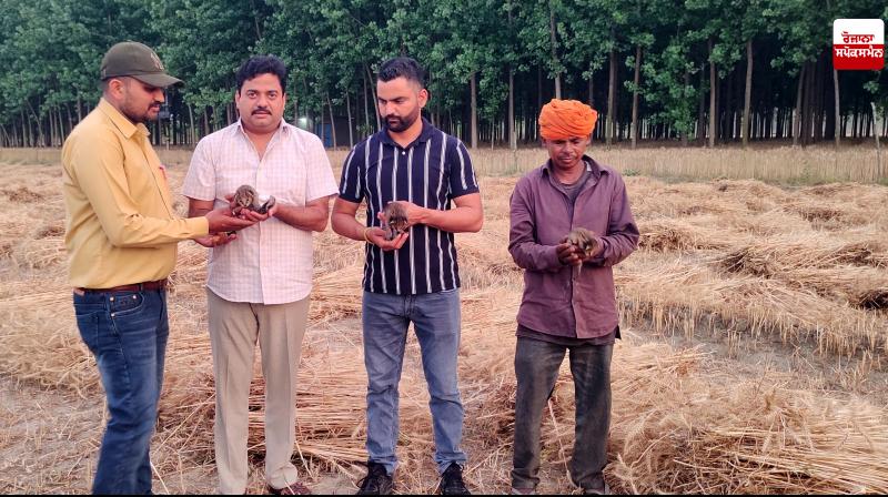 Three newborn fishing cat babies found in farmer's fields in Nangal Three newborn fishing cat babies found in farmer's fields in Nangal