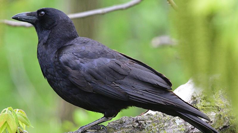 Crows Crows
