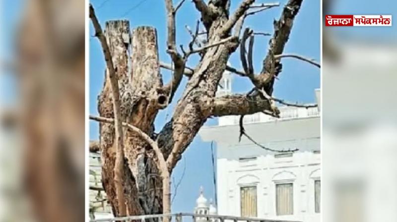 The historical tamarind tree dried up in Sri Darbar Sahib The historical tamarind tree dried up in Sri Darbar Sahib