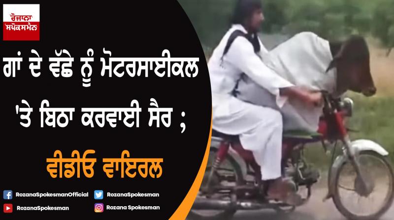 Man rides motorcycle with cow as passenger in Pakistan