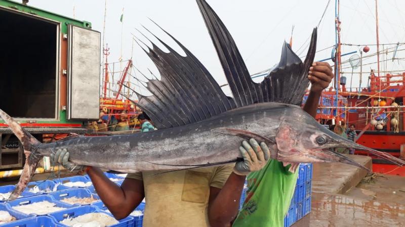 Unique fish found in odisha price is 2 lakhs Unique fish found in odisha price is 2 lakhs