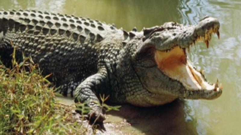 12 foot crocodile eaten to farmers