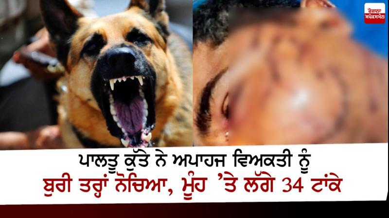 Pet Dog attacked a disabled man in Chandigarh Pet Dog attacked a disabled man in Chandigarh