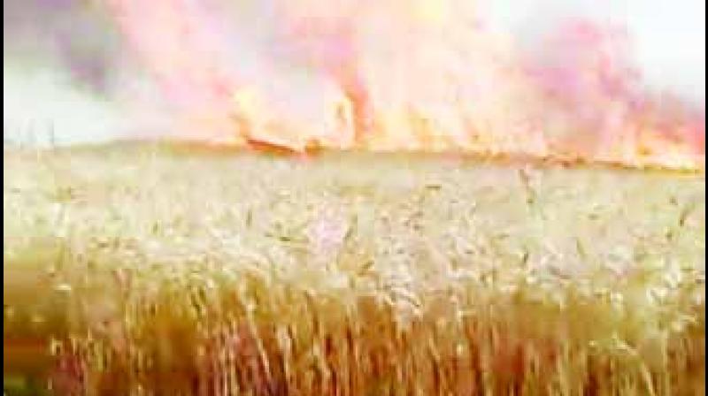 Crops Burnt