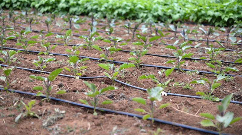 Drip irrigation Drip irrigation