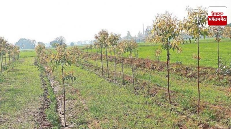 Hybrid eucalyptus farming can be profitable Hybrid eucalyptus farming can be profitable