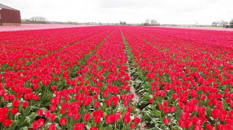 Earn Lakhs of Rupees by Farming Roses: Know Complete Information from Planting to Harvesting Earn Lakhs of Rupees by Farming Roses: Know Complete Information from Planting to Harvesting