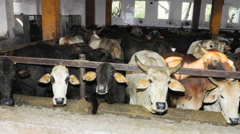 14 cows die in cow shelter at Samrala