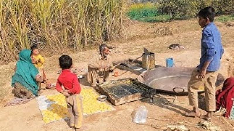 Culture and Heritage: No taste for home-made jaggery Culture and Heritage: No taste for home-made jaggery