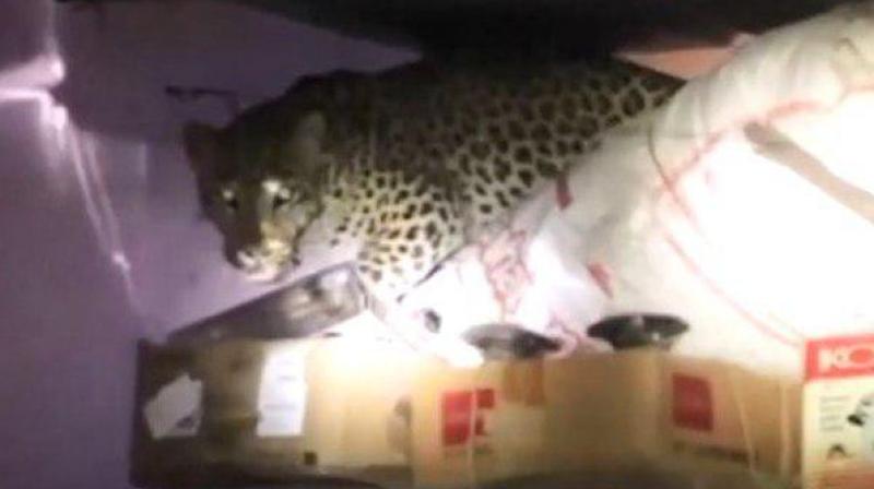 leopard enters house in maharashtra rescued after long operation
