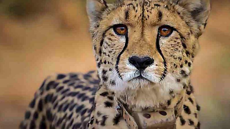Another Namibian cheetah dies at Kuno National Park in Madhya Pradesh (File Image) Another Namibian cheetah dies at Kuno National Park in Madhya Pradesh (File Image)