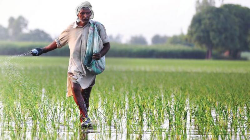 Punjab sees bumper rice Production despite floods (File Image) Punjab sees bumper rice Production despite floods (File Image)
