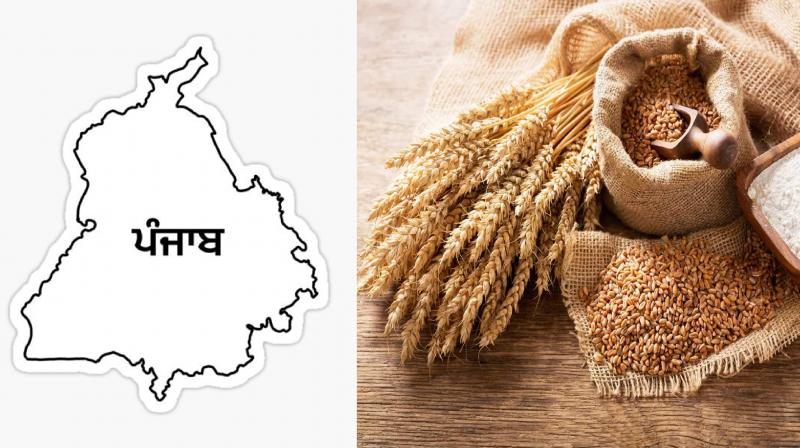 The center has reduced the expenditure on grain purchase of Punjab, The center has reduced the expenditure on grain purchase of Punjab,