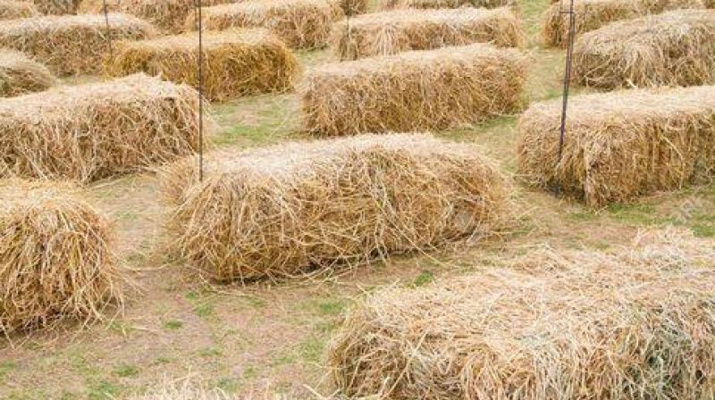 High court stops collecting fines from farmers for burning straw