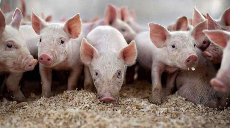 pig farming pig farming