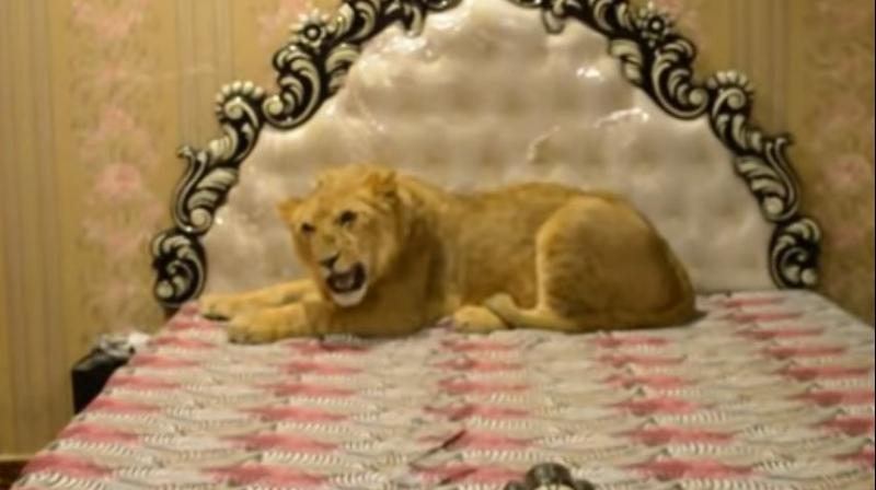 Man Lives With Pet Lion Man Lives With Pet Lion