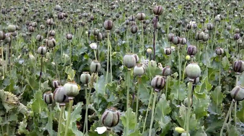 Opium Cultivation