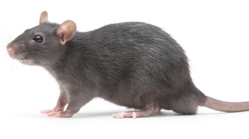 Rat Rat
