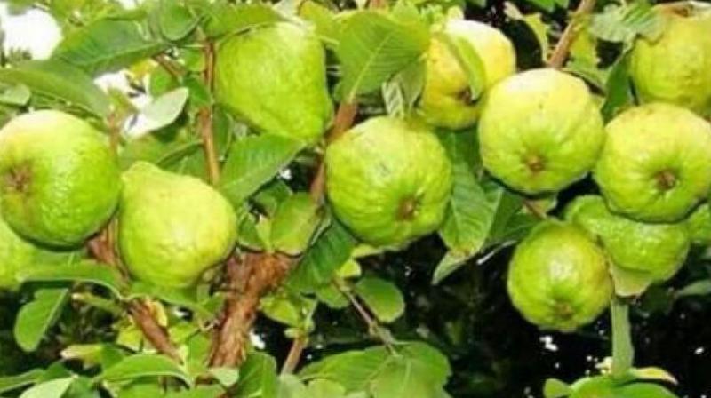 Guava Guava