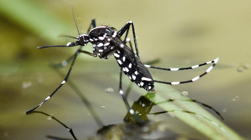 Asian Tiger Mosquito: Know which deadly diseases you can be a victim of