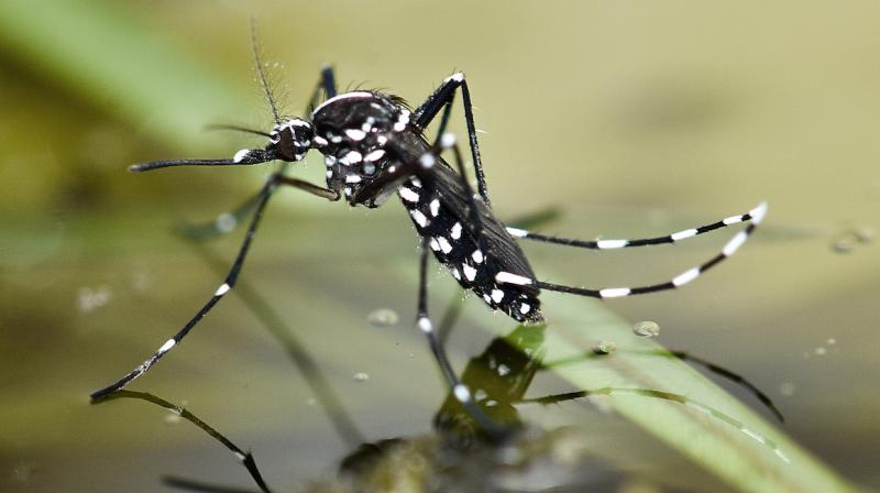 Asian Tiger Mosquito: Know which deadly diseases you can be a victim of Asian Tiger Mosquito: Know which deadly diseases you can be a victim of