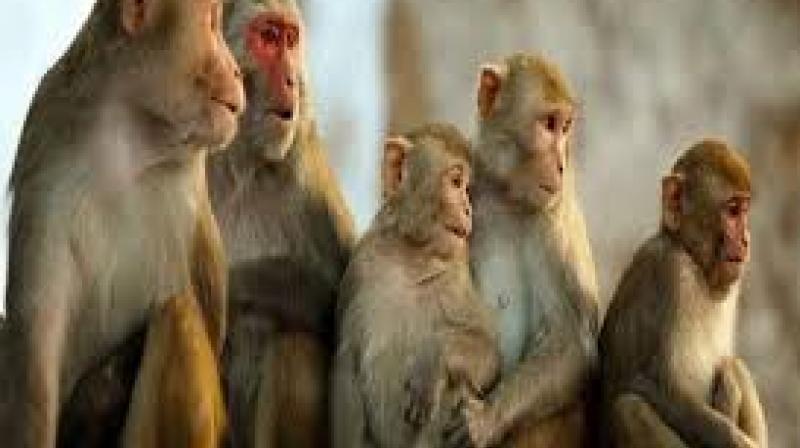 Monkeys Monkeys