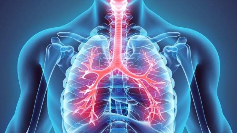 lungs lungs