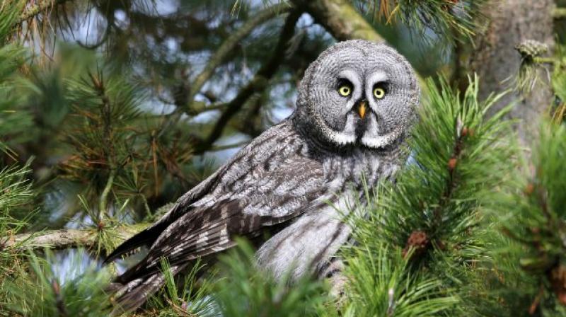 rare type owls in delhi