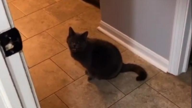 Cat Cat