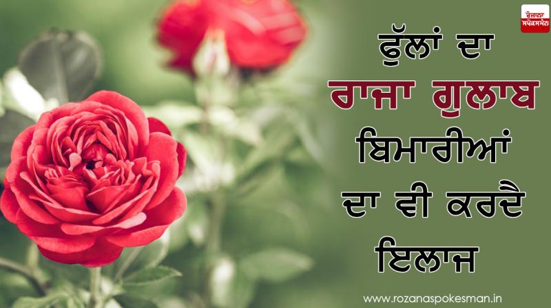 Rose help to cure many diseases Rose help to cure many diseases