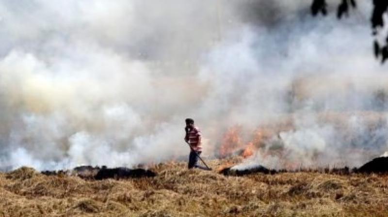 Huge reduction in stubble burning cases, about 100 cases registered Huge reduction in stubble burning cases, about 100 cases registered
