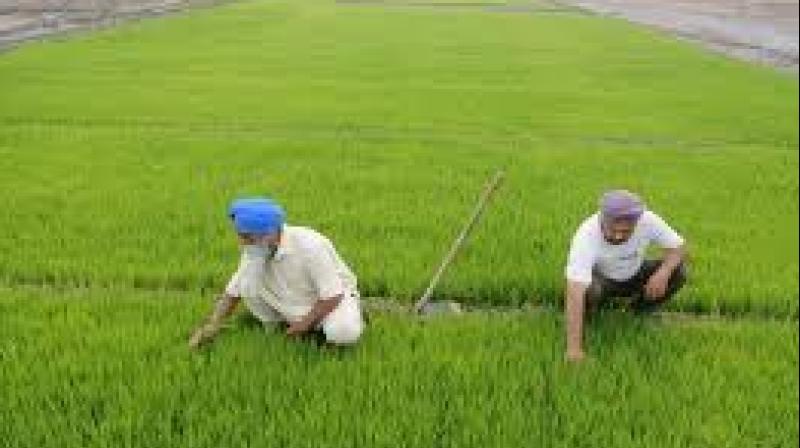 Punjab farmers