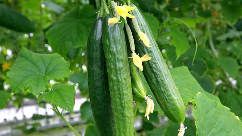cucumber cucumber