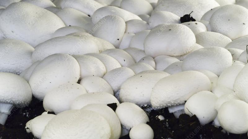 Mushroom Cultivation