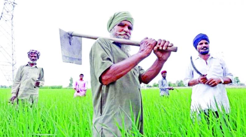 Small Farmers Asked to Fill Out the Form Small Farmers Asked to Fill Out the Form
