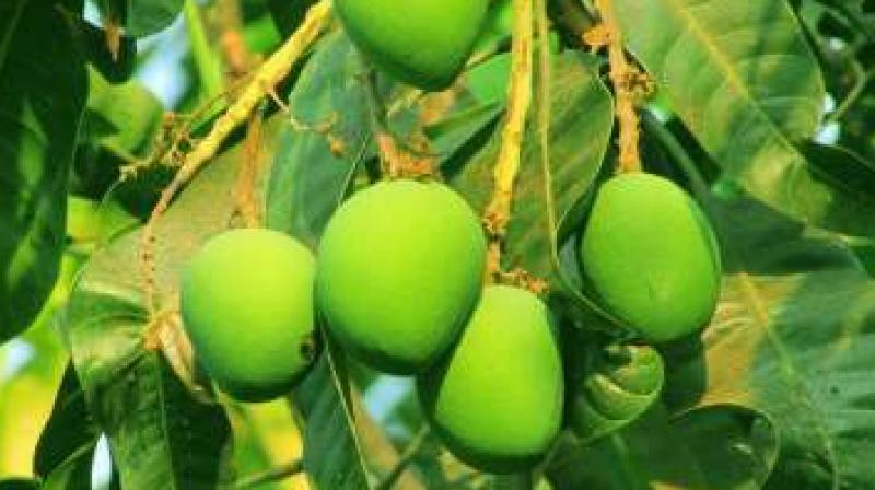Mango Mango