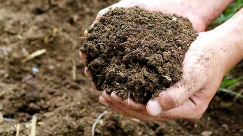 Bacterial fertilizers Bacterial fertilizers