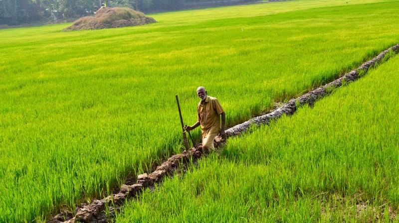 50514 MT PADDY PROCURED 50514 MT PADDY PROCURED