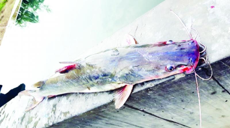 Fish Fish