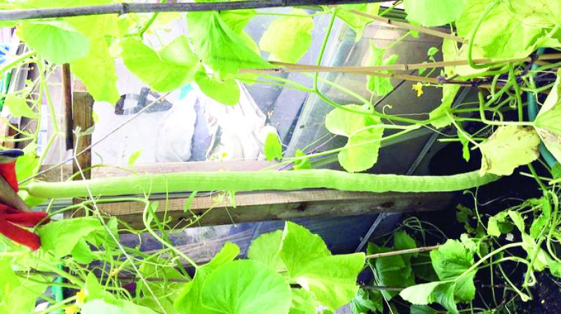 Longest Cucumber Longest Cucumber