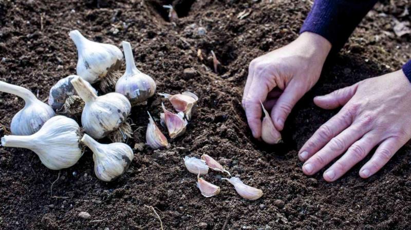 Garlic can be grown in light to heavy soils Farming News