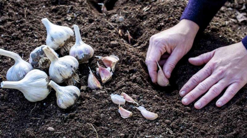 Garlic can be grown in light to heavy soils Farming News Garlic can be grown in light to heavy soils Farming News