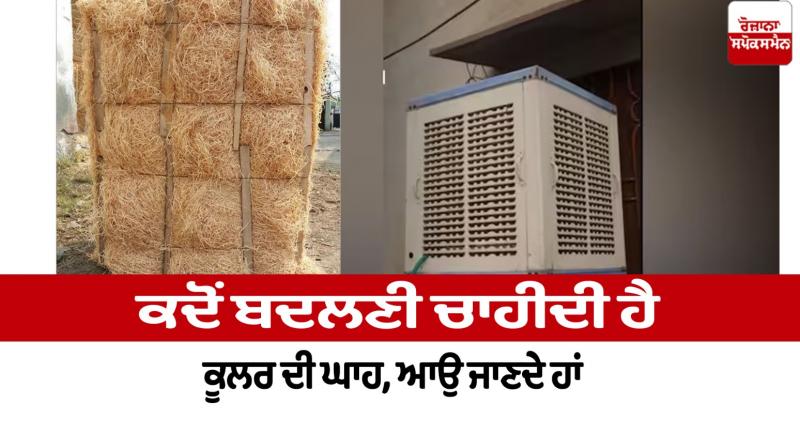 When should the cooler grass be replaced Household Things News When should the cooler grass be replaced Household Things News