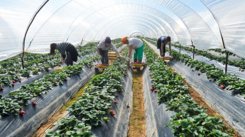 Canadian foreign workers