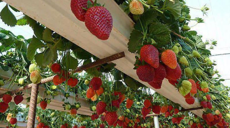 Farmers are doing strawberry cultivation on a large scale and are earning lakhs of rupees Farmers are doing strawberry cultivation on a large scale and are earning lakhs of rupees