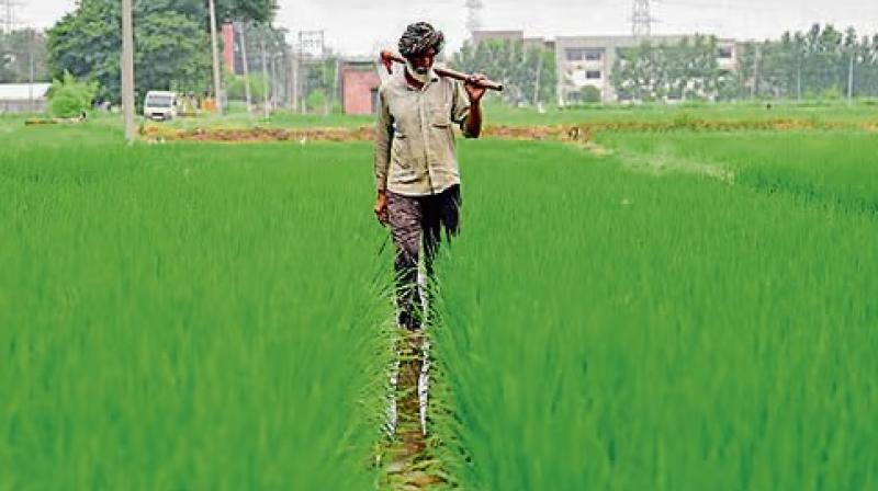 Basmati growers' association demanded waiver of minimum export price with international sales declining Basmati growers' association demanded waiver of minimum export price with international sales declining