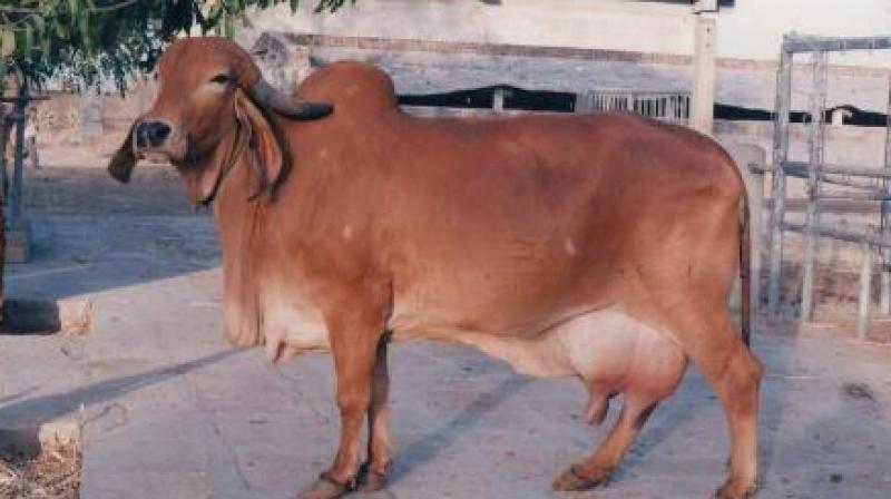 Cow Cow