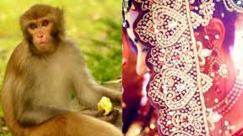 Ratanpur Bihar Monkey girl wedding Ratanpur Bihar Monkey girl wedding