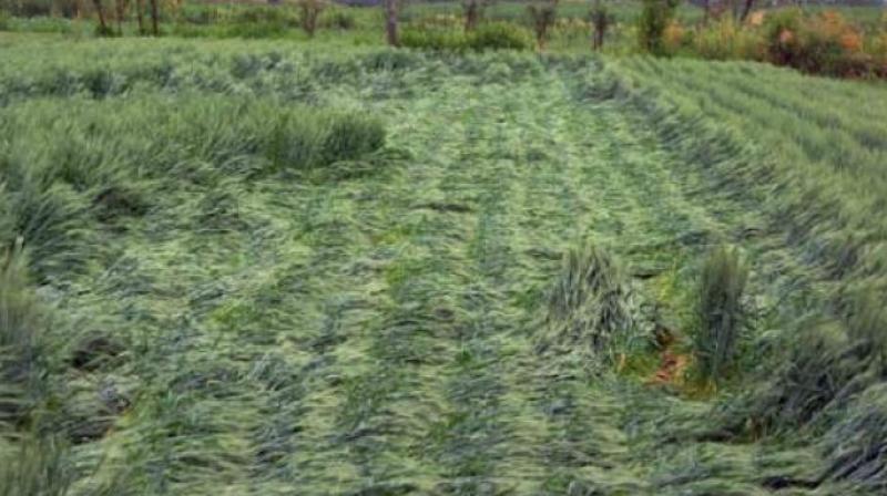 punjab farmers punjab farmers