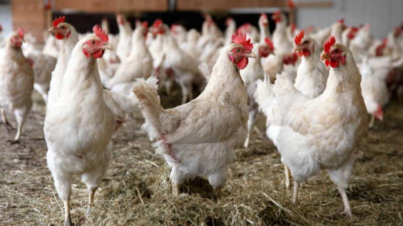 Hamirpur shopkeepers give cock to bpl ration card holders free